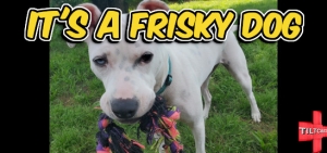 S15 EP 591 Frisky Dog